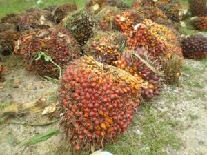 Palmölfrüchte