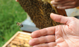 Bienen Starthilfe geben