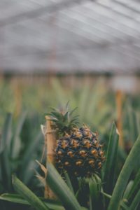 Ananas im Gewächshaus