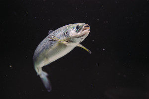 Zuchtlachs in Aquakultur