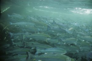 Lachs dicht aufeinander gedrängt in einer Aquakultur