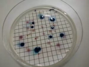 Koloniebildende Einheiten in Petrischale