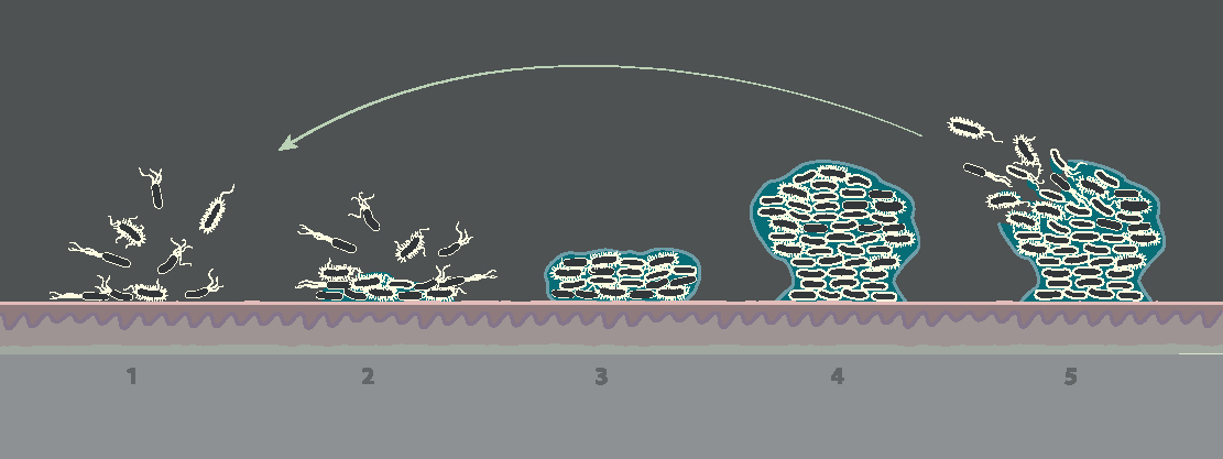 Entwicklung von Biofilm